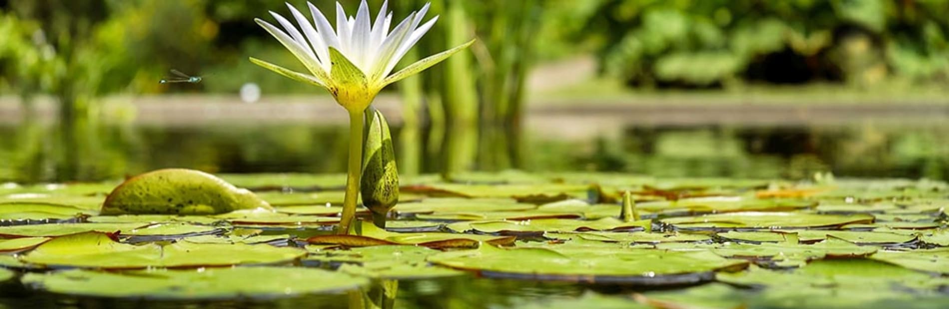 how to create your perfect pond