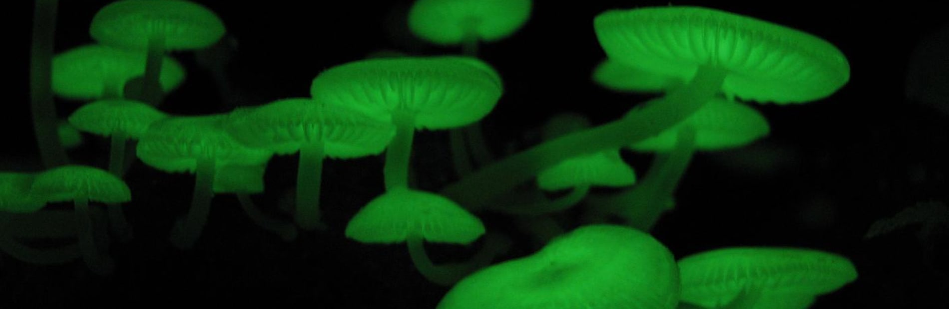 Green mushrooms, bioluminescent in the dark