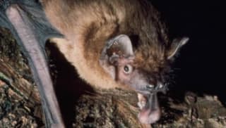 Lighting and its effect on bats, birds and insects