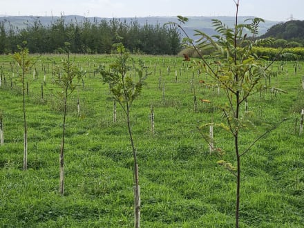 Marshalls plants over 5,000 trees since 2022