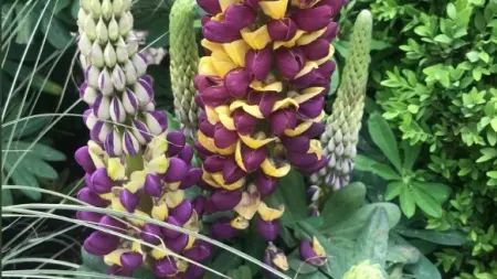 Purple flowers in a small garden.