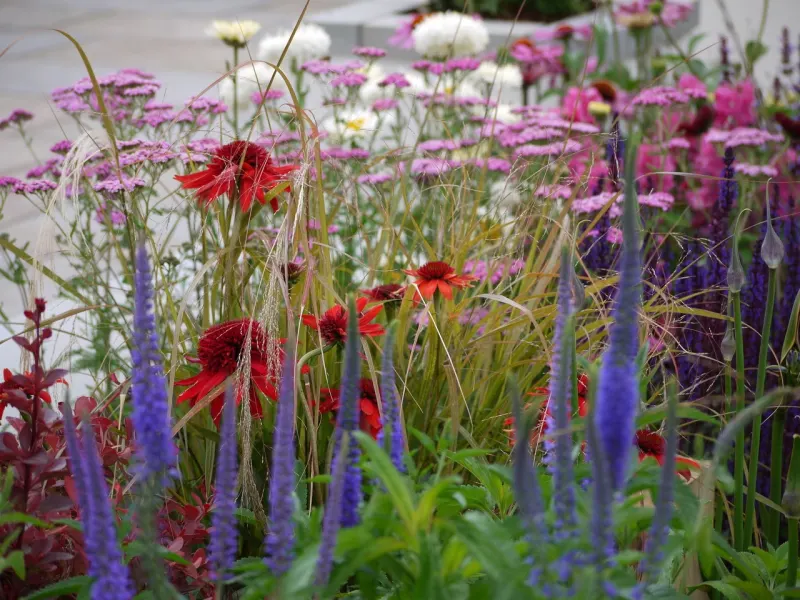 Plants outside paving