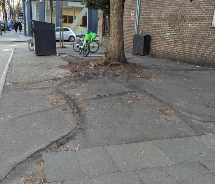 Tree root damage to pavement