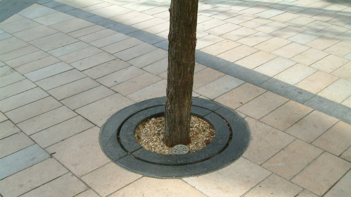 tree surround laid in paving