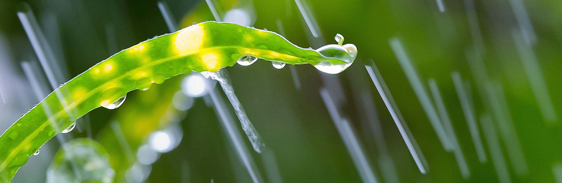 10 Ways To Keep On Top Of Your Autumn Garden Marshalls