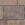 close up of tegula priora in burnt ochre