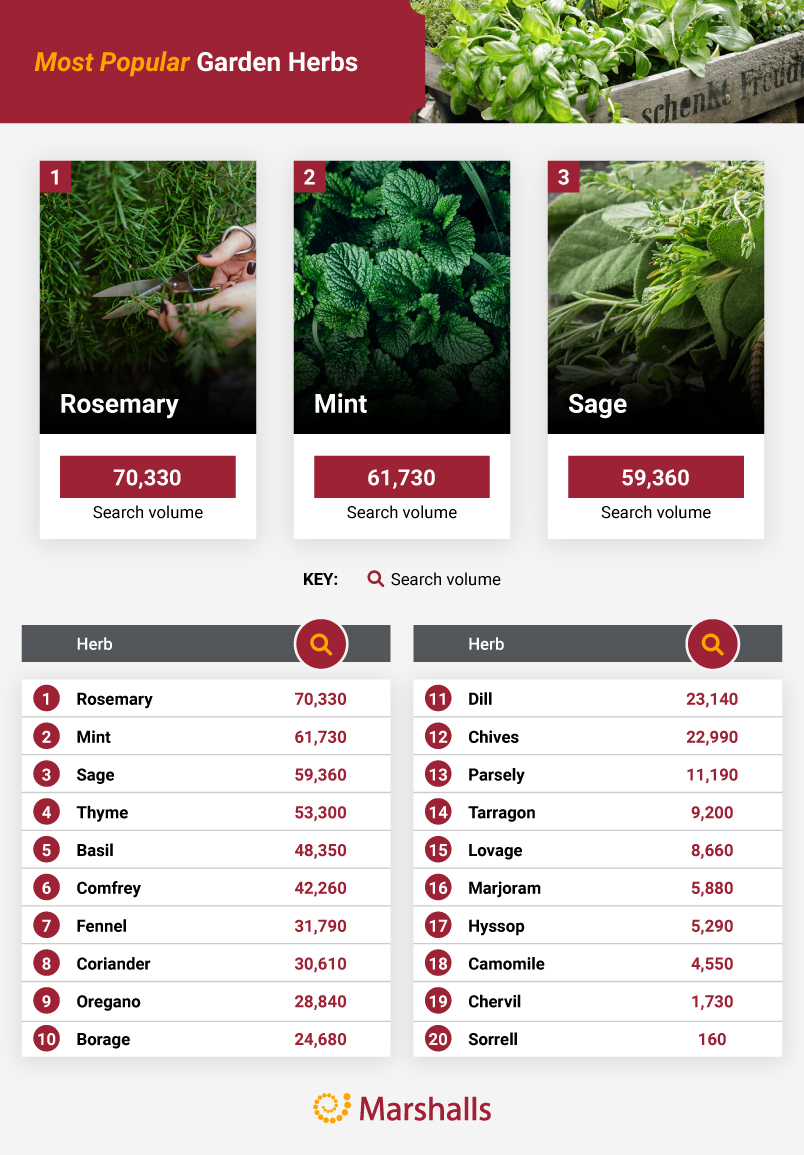 The most popular garden herbs