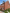 Peakdale Allen Multi Facing Brick used on Linden Homes Blue Mountain Site
