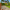 Firedstone® Paving